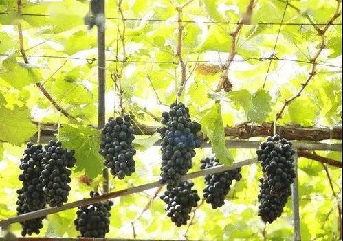 葡萄爆料视频,精彩瞬间一网打尽